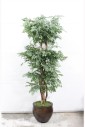 Plant, Fake, FAKE, MING ARALIA TREE, APPROX 6 FT, BROWN PLANTER , PLASTIC, GREEN