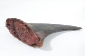 Meat, Fish (Fake), REALISTIC PROP SHARK FIN, SEVERED/BLOODY LOOK, FOAM, GREY