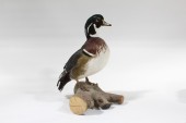 Taxidermy, Bird, STUFFED DUCK (REAL), STANDING ON LOG, FRAGILE , FEATHERS, NATURAL