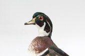 Taxidermy, Bird, STUFFED DUCK (REAL), STANDING ON LOG, FRAGILE , FEATHERS, NATURAL